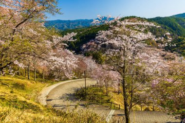Nara 'daki Yoshino Dağı kiraz çiçeği manzarası.