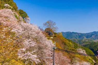 Nara 'daki Yoshino Dağı kiraz çiçeği manzarası.