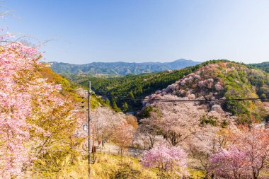 Nara 'daki Yoshino Dağı kiraz çiçeği manzarası.