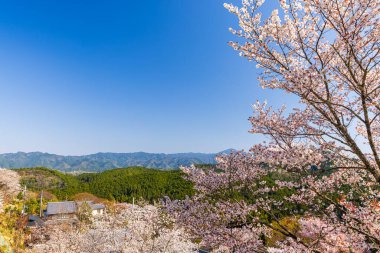 Nara 'daki Yoshino Dağı kiraz çiçeği manzarası.