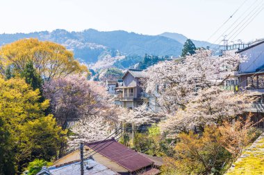 Nara 'daki Yoshino Dağı kiraz çiçeği manzarası.