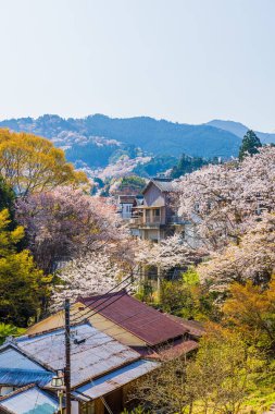 Nara 'daki Yoshino Dağı kiraz çiçeği manzarası.