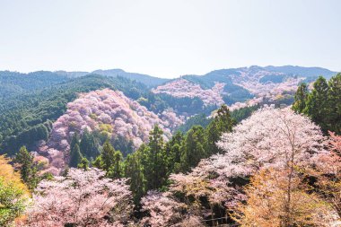 Nara 'daki Yoshino Dağı kiraz çiçeği manzarası.