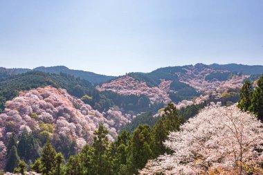 Nara 'daki Yoshino Dağı kiraz çiçeği manzarası.