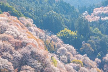 Nara 'daki Yoshino Dağı kiraz çiçeği manzarası.