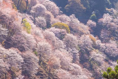 Nara 'daki Yoshino Dağı kiraz çiçeği manzarası.