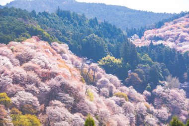 Nara 'daki Yoshino Dağı kiraz çiçeği manzarası.