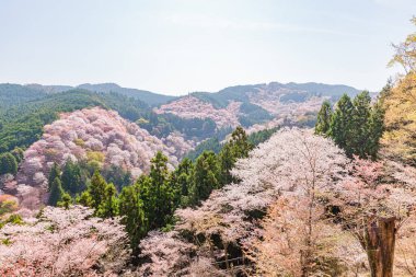 Nara 'daki Yoshino Dağı kiraz çiçeği manzarası.
