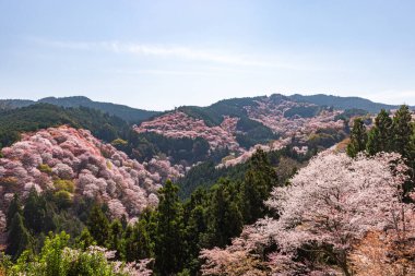 Nara 'daki Yoshino Dağı kiraz çiçeği manzarası.