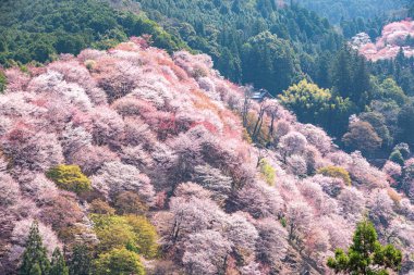 Nara 'daki Yoshino Dağı kiraz çiçeği manzarası.