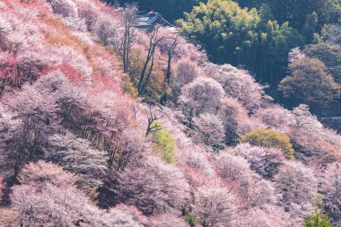 Nara 'daki Yoshino Dağı kiraz çiçeği manzarası.