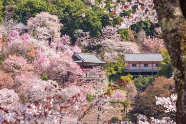 Nara 'daki Yoshino Dağı kiraz çiçeği manzarası.