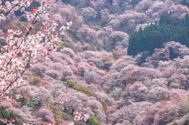 Nara 'daki Yoshino Dağı kiraz çiçeği manzarası.