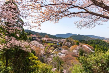 Nara 'daki Yoshino Dağı kiraz çiçeği manzarası.
