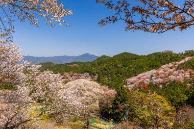 Nara 'daki Yoshino Dağı kiraz çiçeği manzarası.