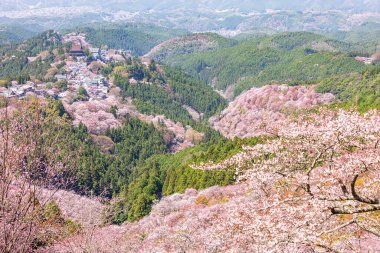 Nara 'daki Yoshino Dağı kiraz çiçeği manzarası.
