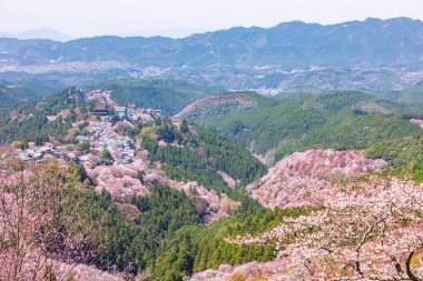 Nara 'daki Yoshino Dağı kiraz çiçeği manzarası.