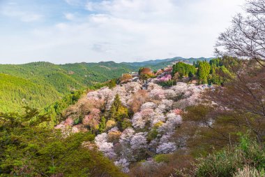 Nara 'daki Yoshino Dağı kiraz çiçeği manzarası.
