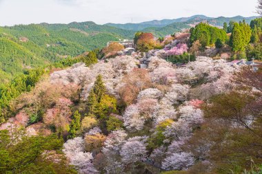 Nara 'daki Yoshino Dağı kiraz çiçeği manzarası.