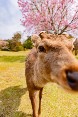 Nara Parkı 'nda kiraz çiçekleri ve geyikler