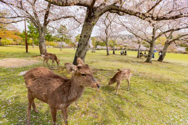 Nara Parkı 'nda kiraz çiçekleri ve geyikler