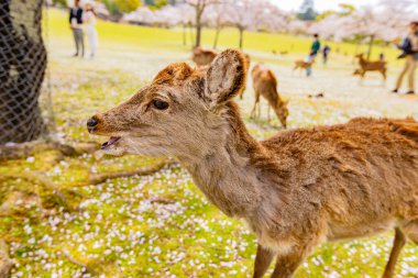 Geyik Nara Parkı, Nara Bölgesi