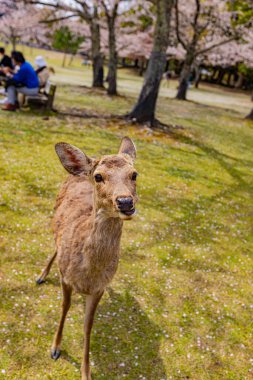 Geyik Nara Parkı, Nara Bölgesi