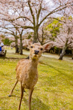 Nara Parkı 'nda kiraz çiçekleri ve geyikler