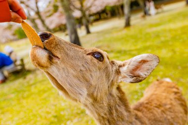 Geyik Nara Parkı, Nara Bölgesi