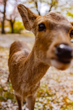 Geyik Nara Parkı, Nara Bölgesi