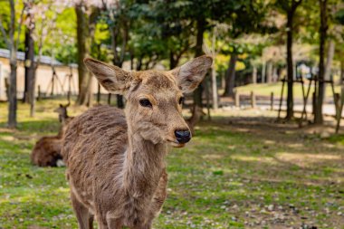 Geyik Nara Parkı, Nara Bölgesi