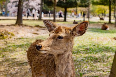 Geyik Nara Parkı, Nara Bölgesi