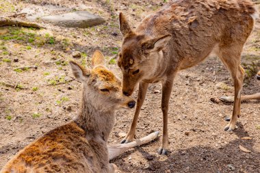 Geyik Nara Parkı, Nara Bölgesi
