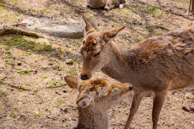Geyik Nara Parkı, Nara Bölgesi