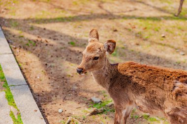Geyik Nara Parkı, Nara Bölgesi
