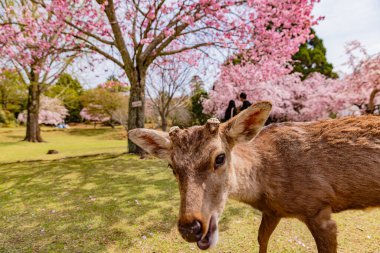 Nara Parkı 'nda kiraz çiçekleri ve geyikler