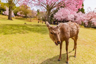 Nara Parkı 'nda kiraz çiçekleri ve geyikler