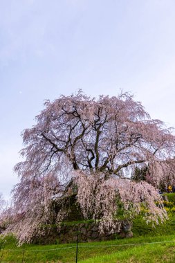 Nara İli: Matabei Kiraz Çiçekleri Sahnesi