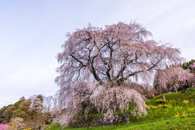 Nara İli: Matabei Kiraz Çiçekleri Sahnesi