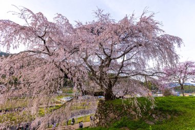 Nara İli: Matabei Kiraz Çiçekleri Sahnesi