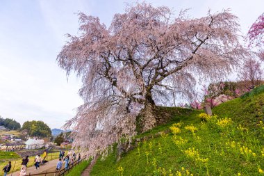 Nara İli: Matabei Kiraz Çiçekleri Sahnesi