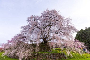 Nara İli: Matabei Kiraz Çiçekleri Sahnesi