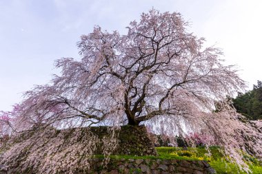 Nara İli: Matabei Kiraz Çiçekleri Sahnesi
