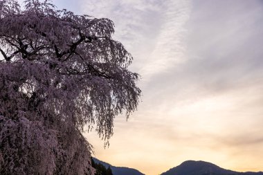 Nara İli: Matabei Kiraz Çiçekleri Sahnesi