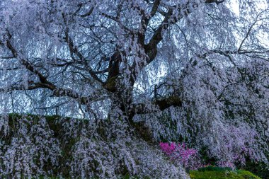 Nara İli: Matabei Kiraz Çiçekleri Sahnesi