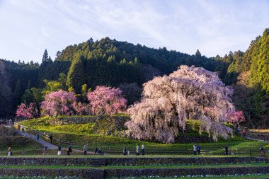 Nara İli: Matabei Kiraz Çiçekleri Sahnesi