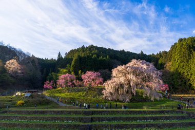 Nara İli: Matabei Kiraz Çiçekleri Sahnesi