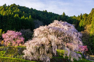 Nara İli: Matabei Kiraz Çiçekleri Sahnesi