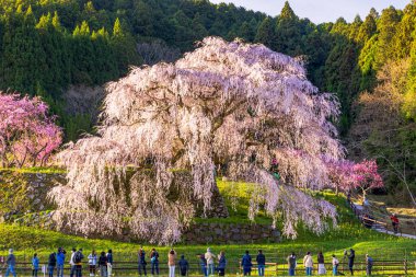 Nara İli: Matabei Kiraz Çiçekleri Sahnesi