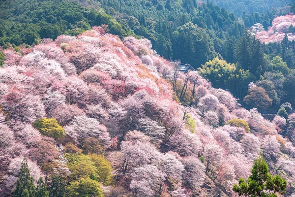 Nara 'daki Yoshino Dağı kiraz çiçeği manzarası.